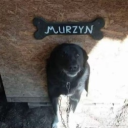 garnizontoguwno