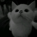 xLee_