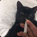 Fox_Mr